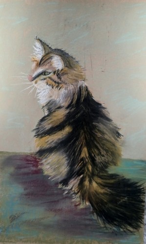Maine coon cat - maine, kitten