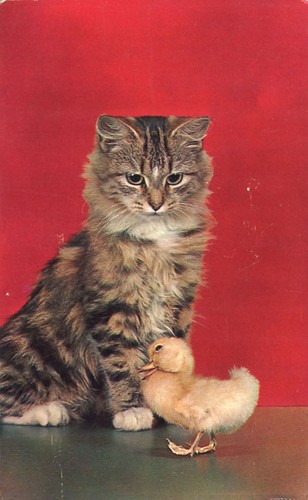 Maine coon looking - maine,
