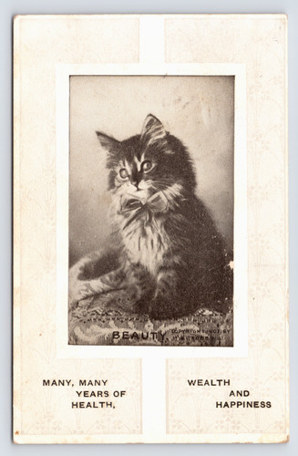 C1912 longhaired kitten - c1912,
