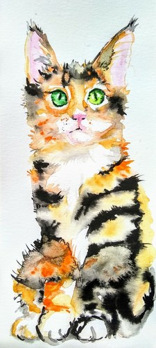 Maine coon kitten - coon,