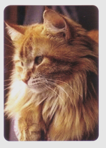 Beautiful single maine coon - maine,