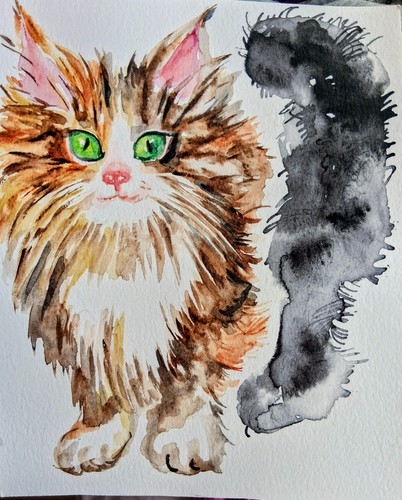 Original tabby orange maine - ,