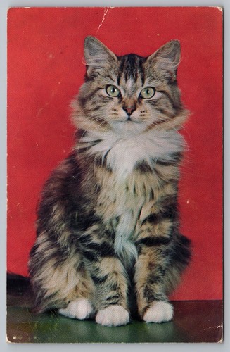 Postcard maine coon - coon, kitten
