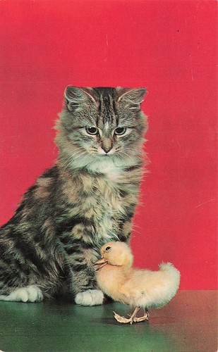 Cute cat kitten maine - cat,