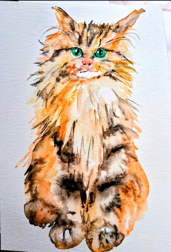 Original tabby orange maine - original,
