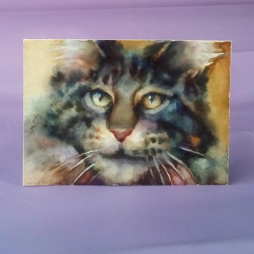 Maine coon kitten cat - maine,