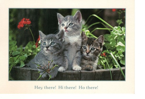 Vintage maine coon cat - maine,