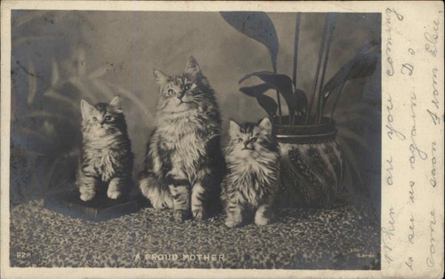 Antique rppc fluffy - fluffy, tabby