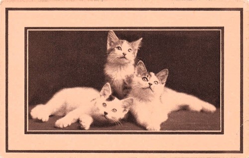 Three kittens studio portrait - kittens,