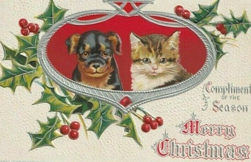 Rottweiler puppy maine coon - rottweiler,