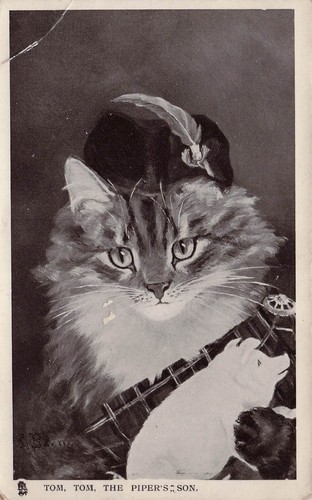 Maine coon cat kitten fantasy - maine,