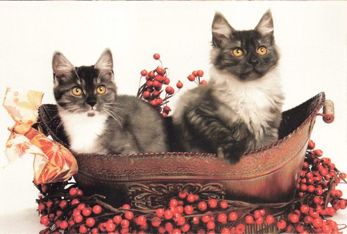 Postcard cats maine coon - postcard,