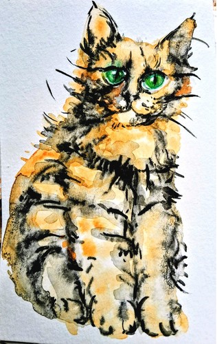 Original tabby orange maine - ,